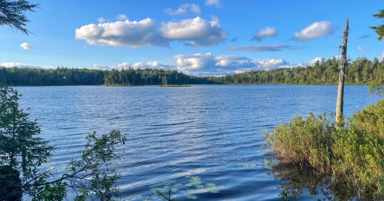 Forest-lined pond under a blue summer sky