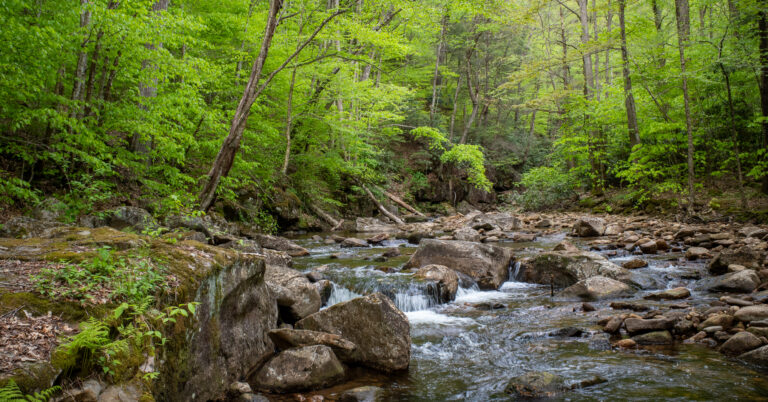 3-Day Cranberry Wilderness Backpacking Loop from WV 150