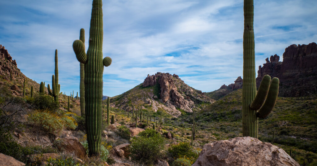 Desert terrain along Bluff Spring Trail