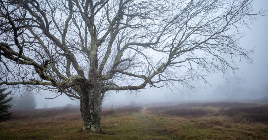 Leafless tree on a foggy plateau near Bear Rocks in Dolly Sods