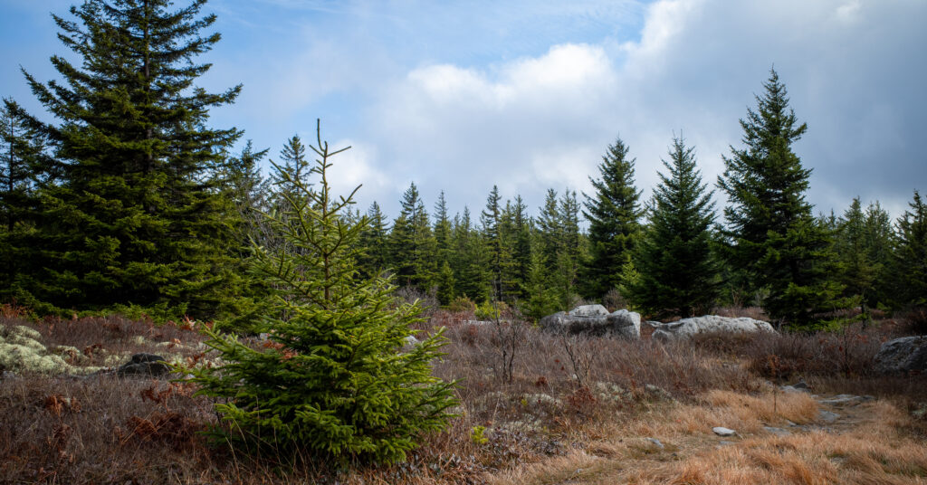 Spruce trees and low shrubs along the Dolly Sods plateau trail