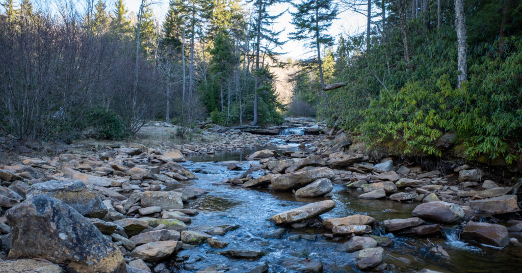 Rocky creek flowing through forest beside a Dolly Sods trail