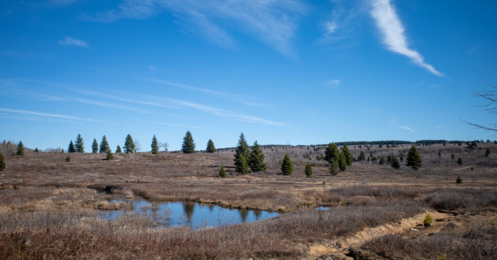 Shallow pools reflecting blue sky across the open Dolly Sods plateau