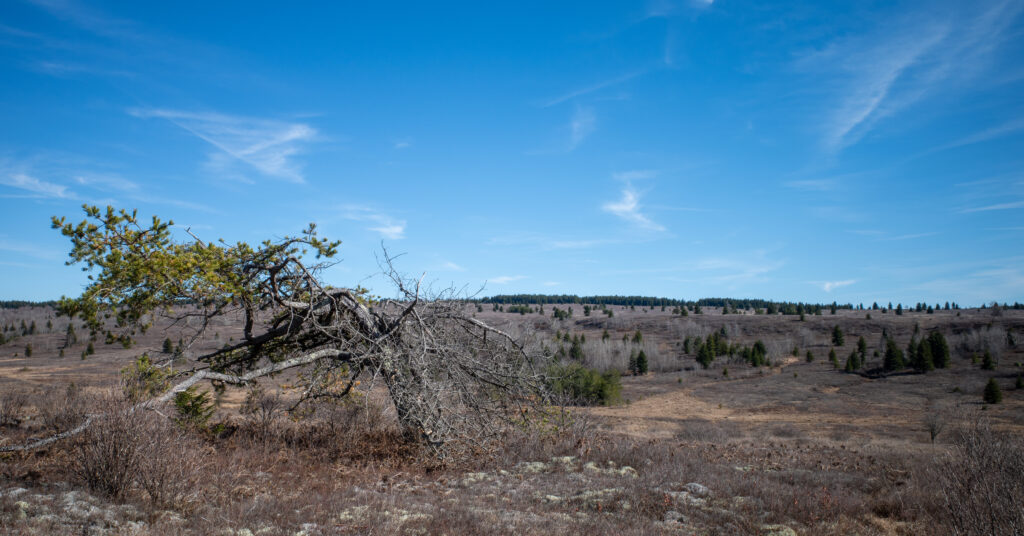 Wind-shaped tree leaning over the open Dolly Sods plateau