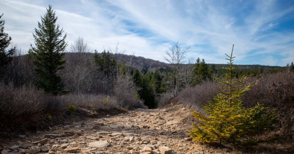 Rocky trail crossing open highland near Bear Rocks Trailhead