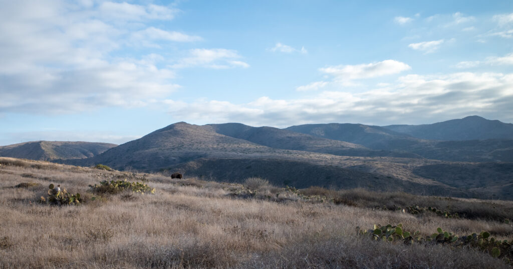 American bison grazing beside the Trans-Catalina Trail