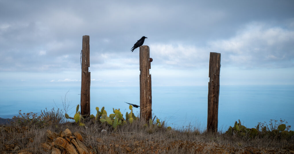 Raven perched on a wooden post in the Catalina Island mountains