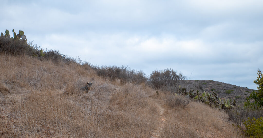 Catalina Island fox standing on a small hill
