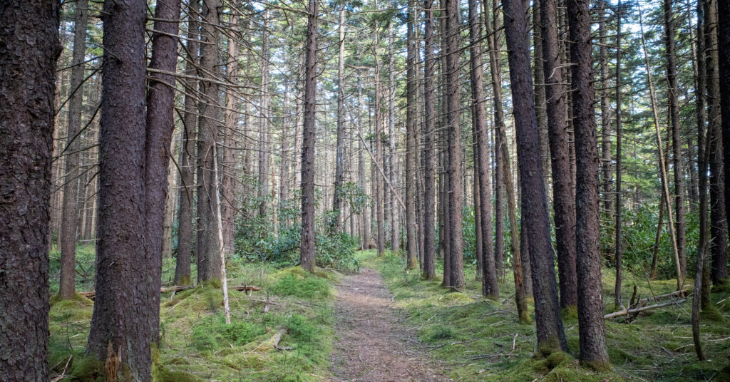 Narrow North-South Trail winding through dense evergreen forest and moss