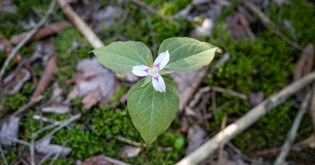 White wildflower with pink markings and three broad green leaves above moss