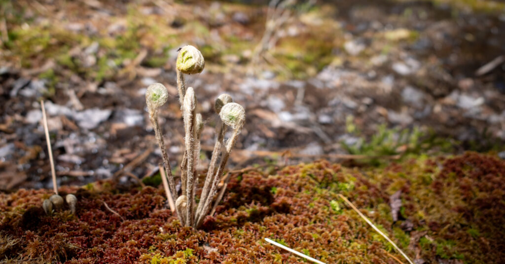 Cluster of curled fern fiddleheads emerging from reddish-green moss