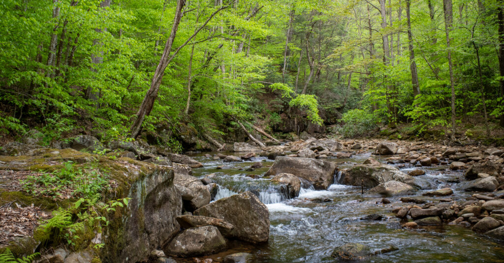 Rocky forest stream with small cascades flowing between large boulders