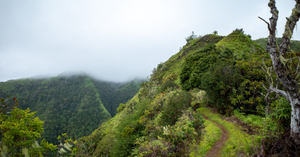 Forested trail near the Mont Aorai trailhead at O Belvédère