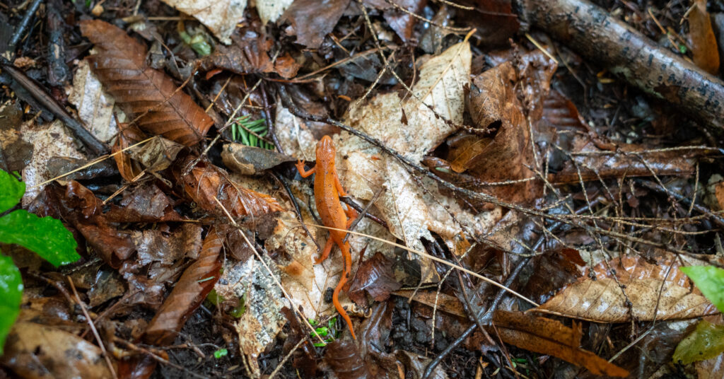 Small orange salamander on wet leaf litter along the Rooster Comb trail