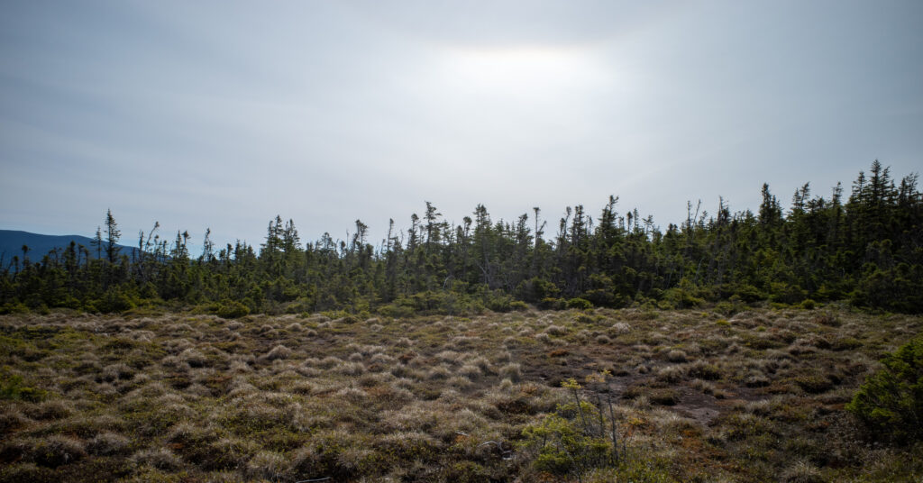 Wet alpine meadow surrounded by wind-shaped spruce on the Webster Cliff Trail