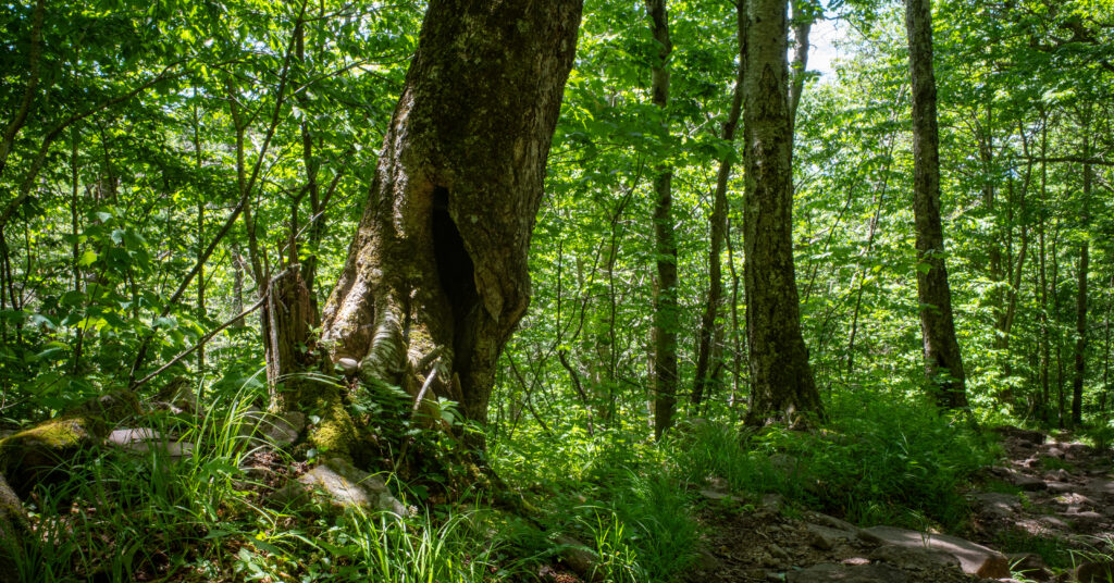 Hollow tree beside a rocky forest trail descending Slide Mountain