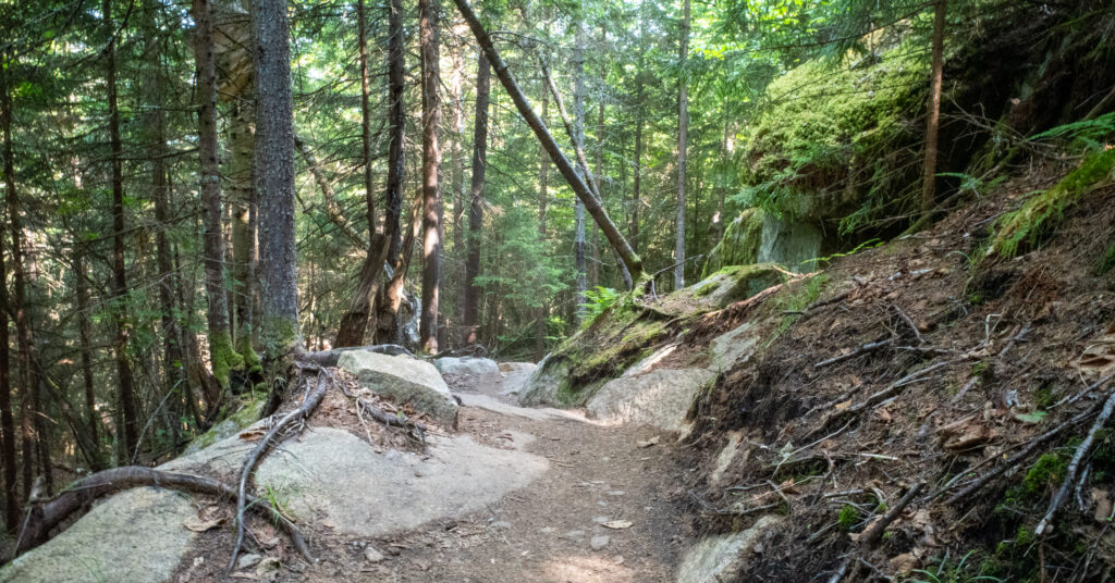 Rocky East Trail winding through shaded Adirondack forest