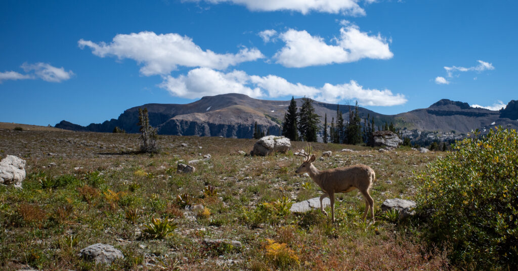 A buck walking through a rocky meadow on Death Canyon Shelf